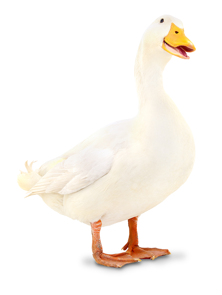 And-fritlagt